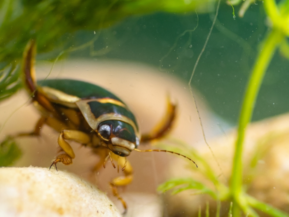 Easter Holidays Pond Dipping and Minibeast Hunts